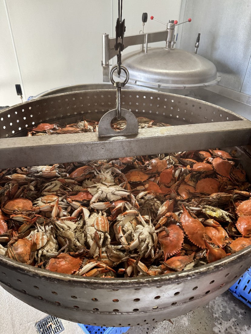 A basket of freshly cooked blue crabs lifted from the cooker