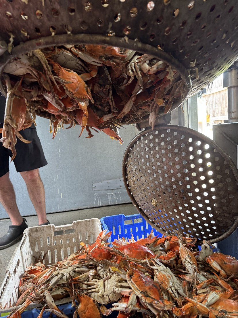 Cooked blue crabs being tipped from the basket into crates for picking