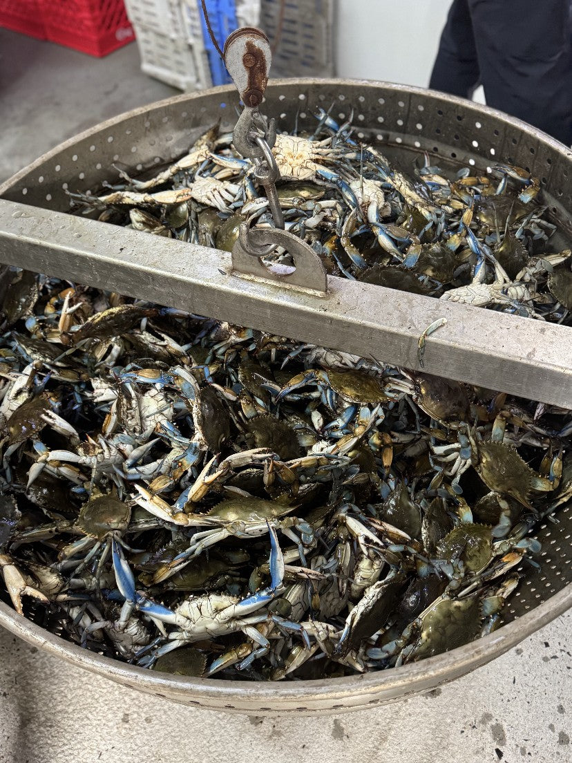 Live Gulf Coast blue crabs in a stainless basket before cooking